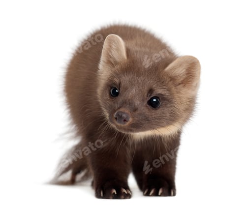 Preview: European Pine Marten or pine marten, Martes martes, 4 years old, standing against white background