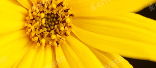 Preview: Topinambur yellow flower macro photo of Jerusalem artichoke petals, pistil and stamen