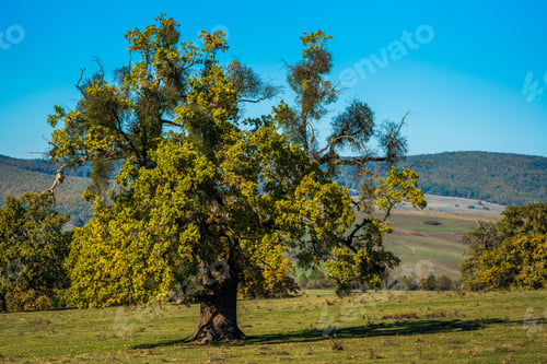 Preview: Solitary oak tree stands in a sunlit meadow.