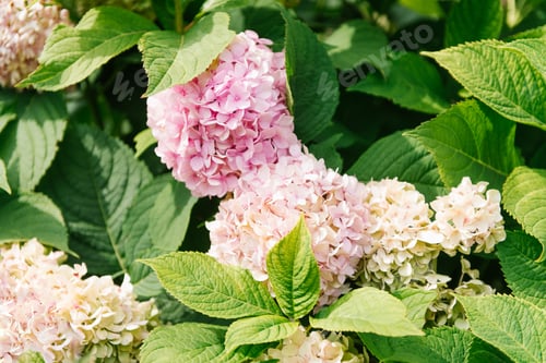 Preview: Pink Paniculate Hydrangea in the Garden