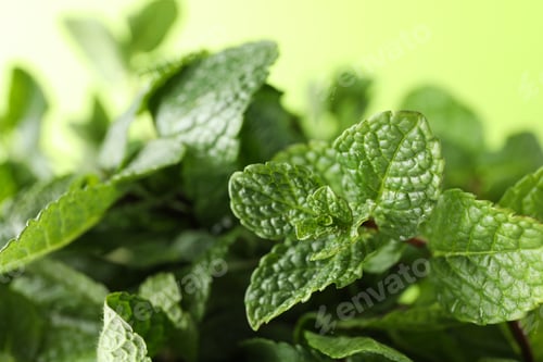Preview: Fresh green mint with water drops, close up