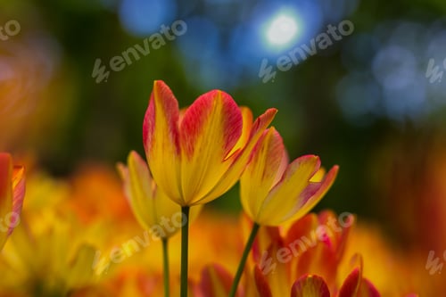 Preview: Orange and yellow tulips