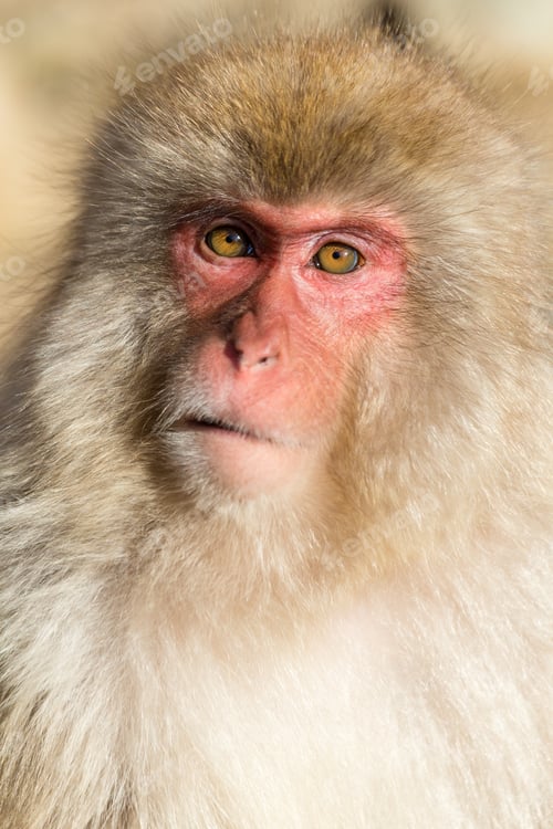 Preview: Cute monkey