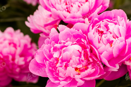 Preview: Flowers