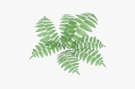 Preview: Fern Bush with Vibrant Green Foliage