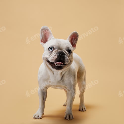Preview: white french bulldog with dark nose and mouth on beige background