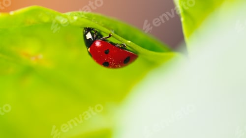 Preview: Ladybug under the basil leaf o fa plant