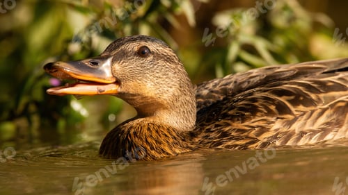 Preview: Mallard swimming in water with open mouth from soffit