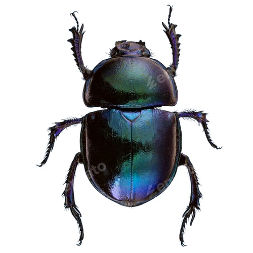 Preview: Scarab beetles isolated