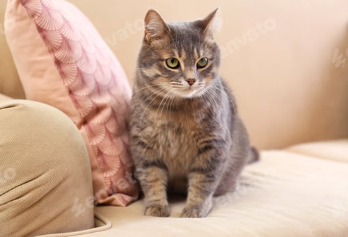 Preview: Cute gray tabby cat on sofa. Lovely pet