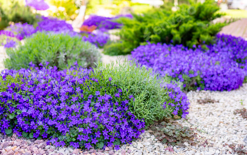 Preview: some purple flowers in a rock garden area with greenery