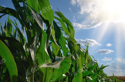 Preview: Green Corn Field summer sunny day in Ukraine