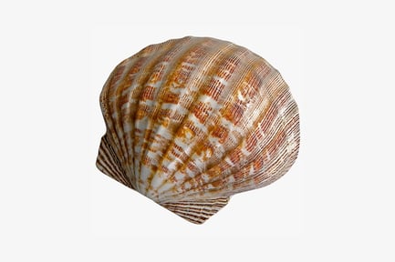 Preview: Scallop shell close-up with ridges and grooves