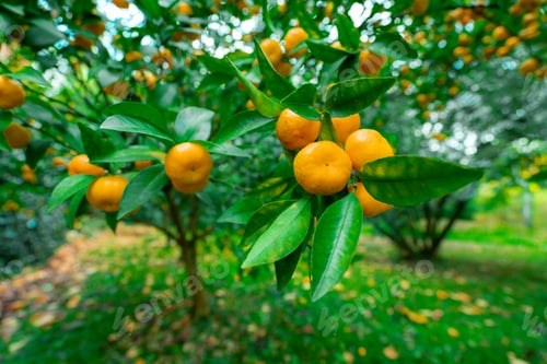 Preview: trees with citrus fruits before harvest. Ripe tangerines on tree