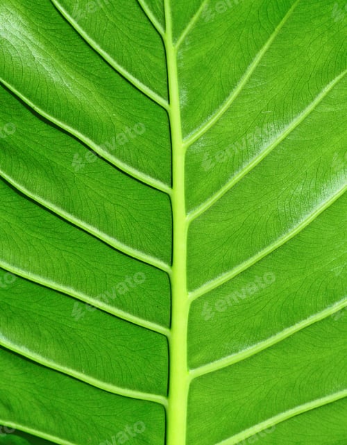 Preview: leaf texture