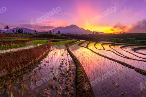 Preview: Beautiful morning view indonesia Panorama Landscape paddy fields with beauty color and sky natural