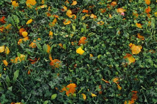 Preview: Yellow and orange fallen leaves on green grass, top angle view. Autumn background