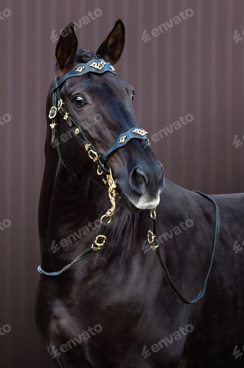 Preview: Lusitano horse in baroque bridle on striped background.