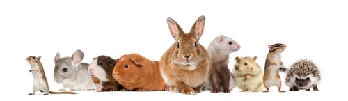 Preview: Group of pets, isolated on white