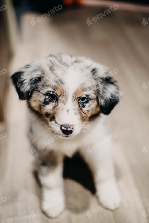 Preview: Australian Shepherd Puppy