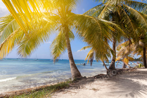 Preview: Tropical paradise, palm trees, luxury holiday, tropical vacation in Dominican Republic, seaside