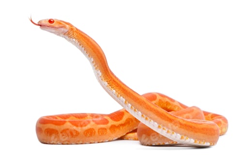 Preview: Scaleless Corn Snake, Pantherophis Guttatus, in front of white background