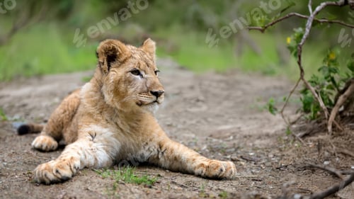 Preview: A young lion cub relaxes in a lush green landscape during the day in the African savanna