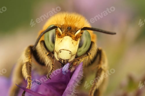 Preview: Macro shot of a bee pollinating on a purple flower