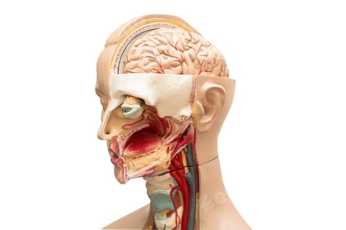 Preview: Human brain model of head anatomy for medical training course, teaching medicine education.