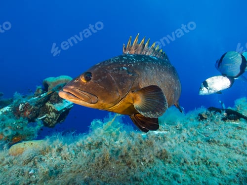 Preview: Close up of a Mediterranean grouper