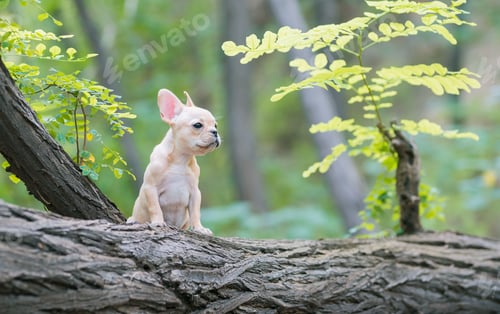 Preview: Adorable french bulldog puppy on a tree in a forest with a blurry background