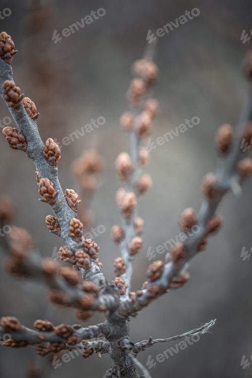 Preview: Close up shot of a branch of ripening Sea buckthorns on a blurry background