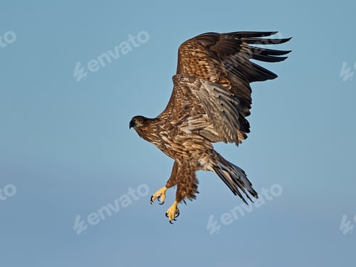 Preview: White-tailed eagle (haliaeetus albicilla)