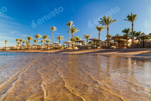 Preview: Beautiful sandy beach with palm trees at sunset. Egypt