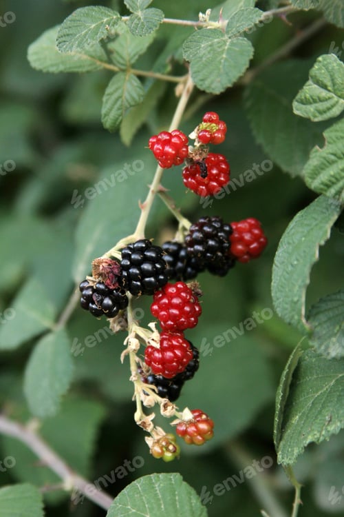 Preview: Blackberry