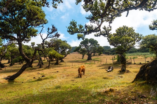 Preview: Fanal forest Madeira, ancient laurel trees, cows eating among the trees. Portugal