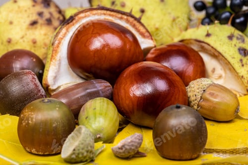 Preview: Closeup of chinese chestnuts and acorns on the table