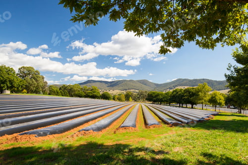 Preview: Australian Strawberry Farm Area