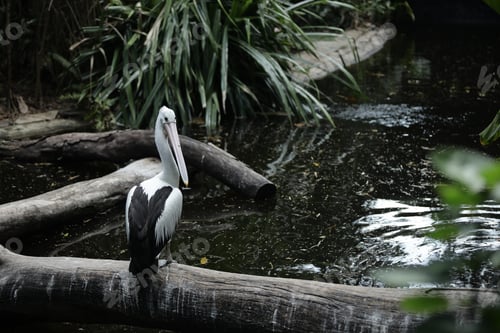Preview: Australian Pelican Perched on Log Above Dark Wetland Water