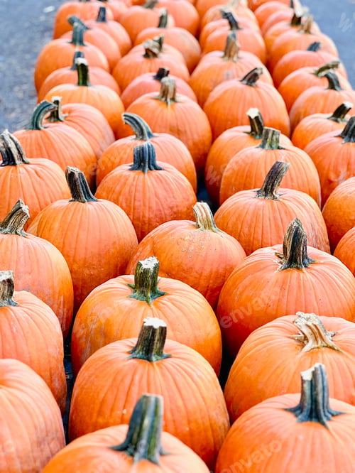 Preview: Rows and rows of pumpkins.