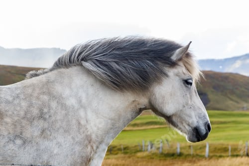 Preview: Portrait of a gray icelandic horse with gray mane in the countryside, hardy, pony sized