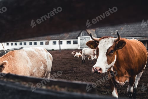 Vista previa: Cows on the form. Milk production. Household animals