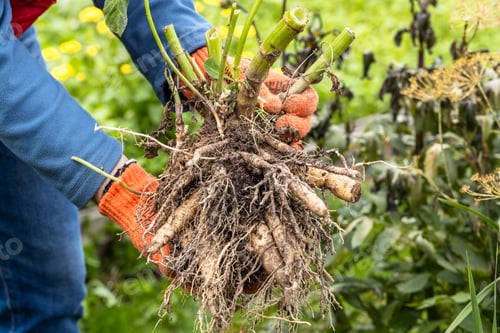 Preview: Hands hold dahlia tubers, just dug out of the ground for winter storage.