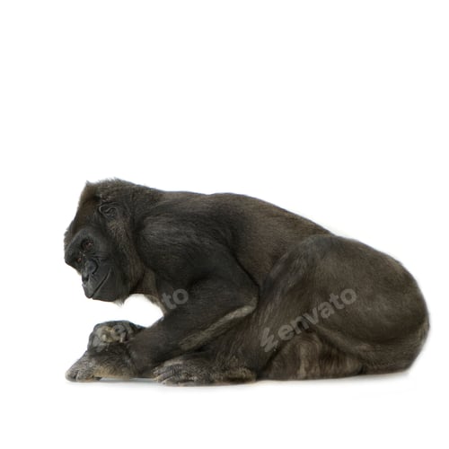 Relaxed Gorilla Sitting on a White Background