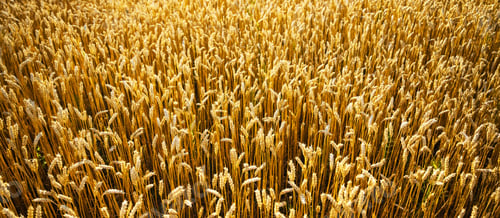 Preview: Ripe wheat spikelets on golden field