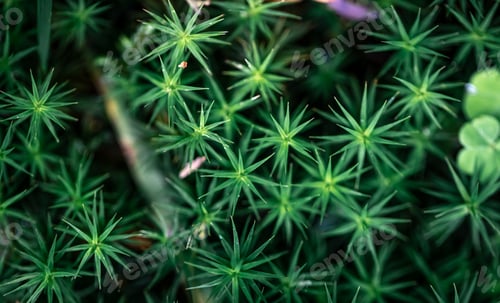 Preview: Macro shot, grass and plants in the forest.