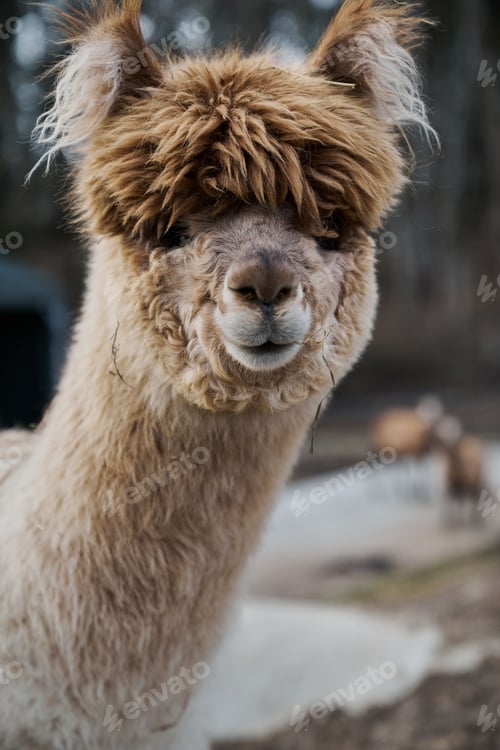 Preview: Vertical portrait of an Alpaca (Lama pacos) staring at the camera