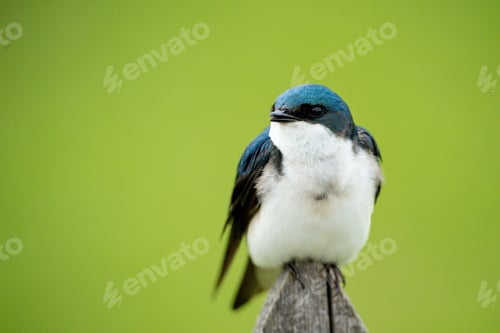 Preview: a blue bird sitting on top of a wooden post with grass behind it