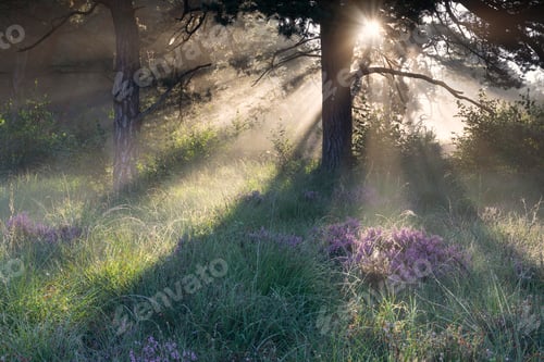 Preview: beautiful sunny morning in misty forest