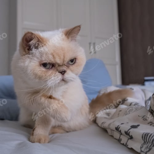 Preview: Cute cat breed exot color red point. She raised her paw and looks displeased to the side.